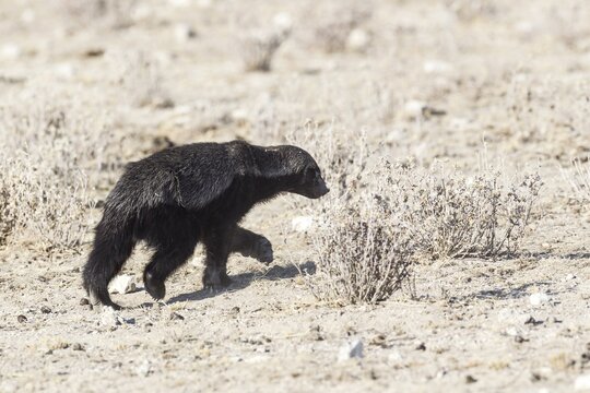 Honey Badger (Mellivora capensis), Etosha National Park, Namibia