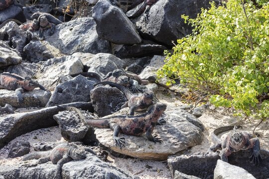 Marine lizard (Amblyrhynchus scalloped ribbonfish), Galapagos, Ecuador