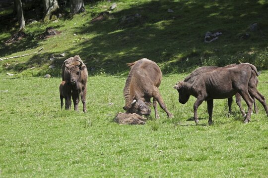 European bison (Bison bonasus) bull attacking helpless calf lying on the ground, captive, Sweden, Scandinavia