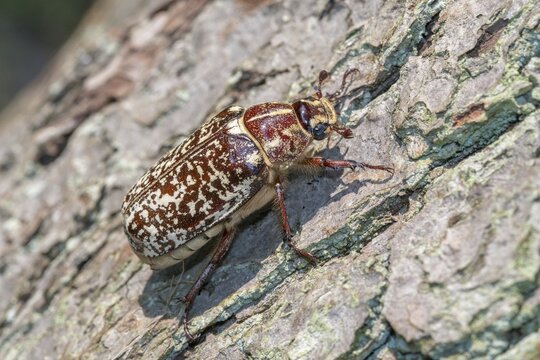 Leaf horn beetle, pine chafer, polyphylla fullo, scarabaeidae, Turkish May beetle, walker, beetle, coleoptera, insects, beetles