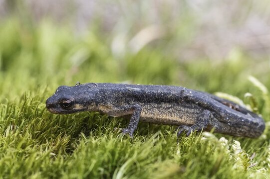 Pond newt (Lissotriton vulgaris), Emsland, Lower Saxony, Germany