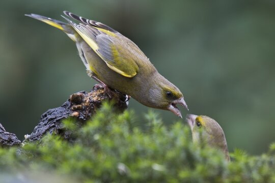 European greenfinches (Carduelis chloris), quarrelling, Emsland, Lower Saxony, Germany