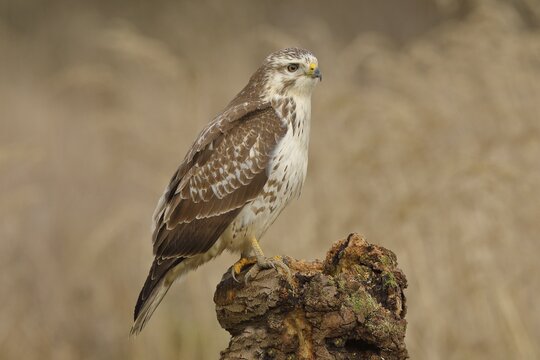 Common steppe buzzard (buteo buteo), light variant, light morph, sitting on a tree root, lateral view, North Rhine-Westphalia, Germany