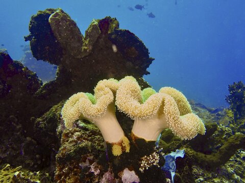 Vividly coloured corals, mushroom leather coral (Sarcophyton glaucum), in a dark, rocky underwater landscape, dive site Close Encounters, Permuteran, Bali, Indonesia