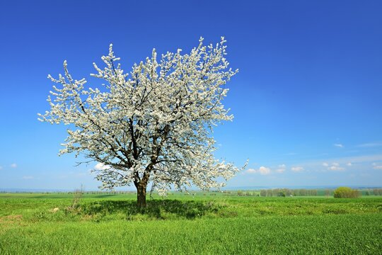 Green fields in spring, flowering Cherry tree (Prunus), blue sky with clouds, Unstrut-Hainich-Kreis, Thuringia, Germany