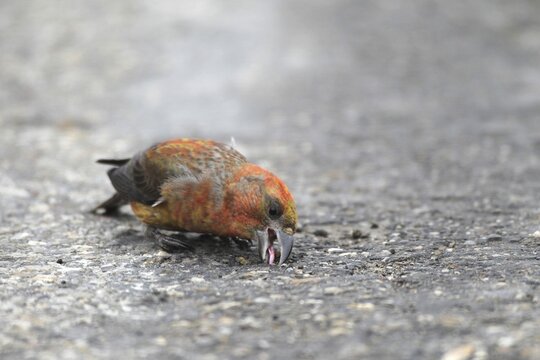 Spruce crossbill (Loxia curvirostra) male picks up minerals on a tarmac road, Allg&auml;u, Bavaria, Germany, Allg&auml;u, Bavaria, Germany