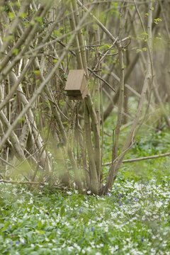 Dormouse nest box in a woodland in the springtime, Suffolk, England, United Kingdom