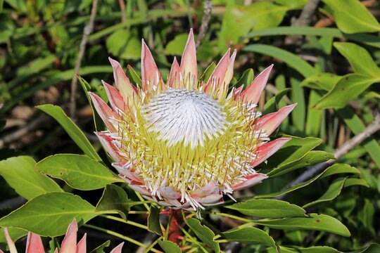 King Protea (Protea cynaroides), flower, flowering, bloom, Harold Porter National Botanical Garden, Betty's Bay, South Africa