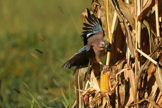 Eurasian jay (Garrulus glandarius) landing on ripe corncob, Allg&auml;u, Bavaria, Germany