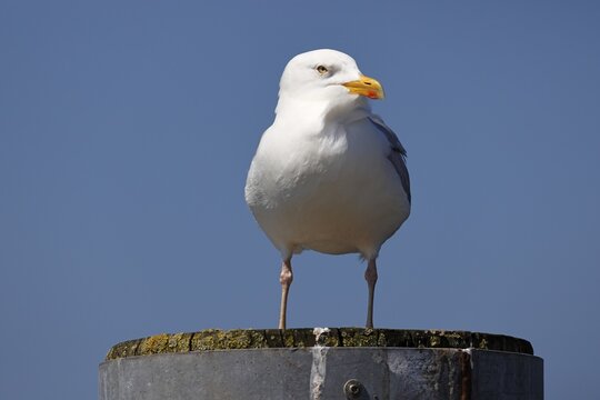 European herring gull (Larus argentatus), North Sea coast, Schleswig-Holstein, Germany