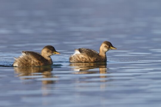 Little Grebes or Dabchicks (Tachybaptus ruficollis), in non-breeding plumage, swimming on Kochelsee Lake, Upper Bavaria, Bavaria, Germany, Europe
