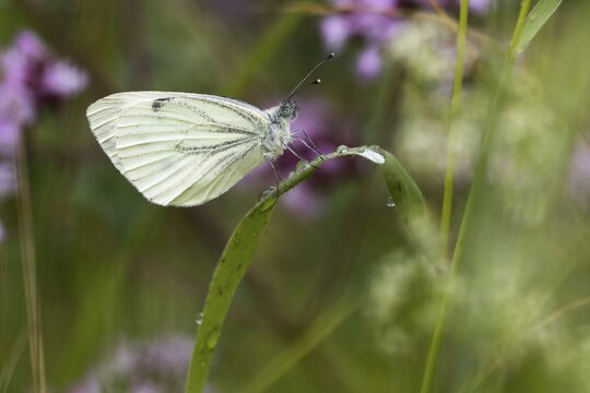 Green-veined white (Pieris napi), on blade of grass, Hesse, Germany
