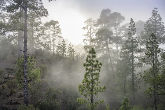 Clouds of mist drift over the forest of Canary Island canary island pine (Pinus canariensis), Las Tricias, La Palma, Spain