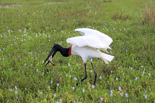 Jabiru (Jabiru mycteria), adult in a meadow, eating fish, with prey, Pantanal, Mato Grosso, Brazil