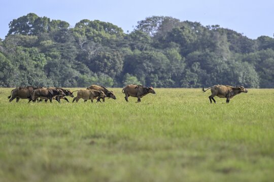 Red buffalo or forest buffalo (Syncerus nanus) in a clearing, Loango National Park, Parc National de Loango, Ogoou&eacute;-Maritime Province, Gabon
