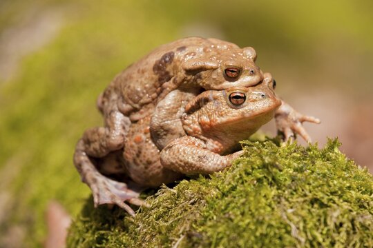Common Toads (Bufo bufo), mating, male clasping a female, amplexus, Thuringia, Germany