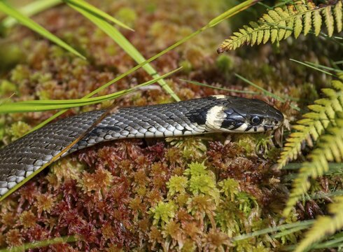 Grass snake (Natrix natrix) slithering over peat moss, Germany