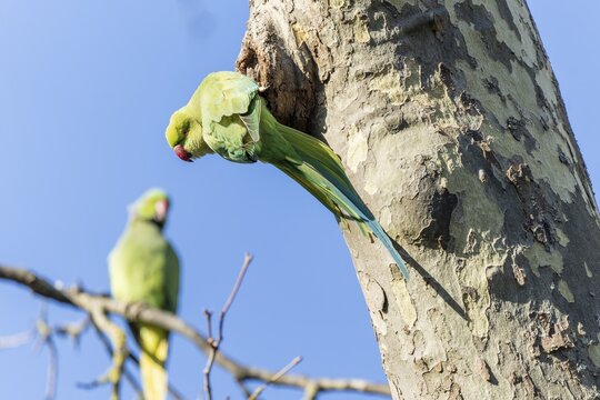 Rose-ringed parakeet (Psittacula krameri) hanging from a tree at the breeding den, wildlife, Germany