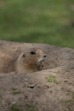 Black-tailed prairie dog (Cynomys ludovicianus) adult animal emerging from its burrow, England, United Kingdom, Captive