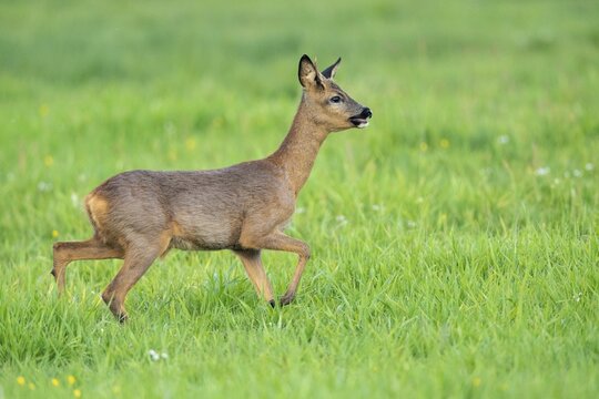 European roe deer (Capreolus capreolus), young buck, changing hair, Vechta, Lower Saxony, Germany