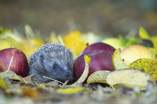European hedgehog (Erinaceus europaeus) adult resting by fallen Autumn leaves and apples, Suffolk, England, United Kingdom