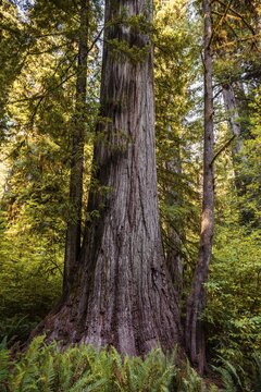 Sequoia sempervirense (Sequoia sempervirens), Coastal sequoia trees , Dense vegetation forest, Jedediah Smith Redwoods State Park, Simpson-Reed Trail, California, USA