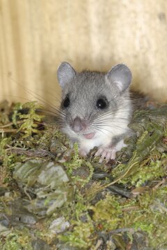 Edible dormouse (Glis glis) in a nesting box as a summer roost, animal portrait, Siegerland, North Rhine-Westphalia, Germany