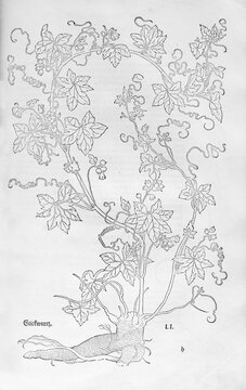 Red bryony (Byronica cretica), woodcut by Leonhart Fuchs, from New Kre&uuml;terbuch, neues Kr&auml;uterbuch, Michael Isingrin, Basel, Switzerland, 1543