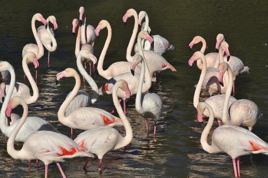 Many flamingos, including the greater flamingo (Phoenicopterus roseus), are standing in the water, showing off their pink plumage, Camargue, Provence, France