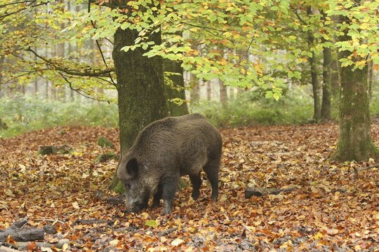 Wild boar (Sus scrofa) Boar looking for beechnuts under autumnal colourful copper beech (Fagus sylvatica) Allg&auml;u, Bavaria, Germany