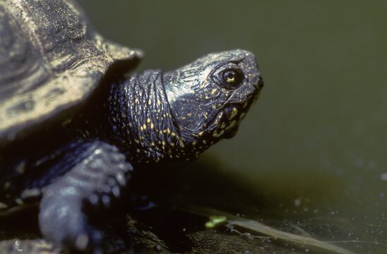 Emys Orbicularis, European Pond Terrapin, European Pond Tortoise, European Pond Turtle, European Pond Turtle, Critters, FFH, Reptilia, Reptilia, Reptiles, Turtles, Swamp Turtles, Tortoise, Tortoise