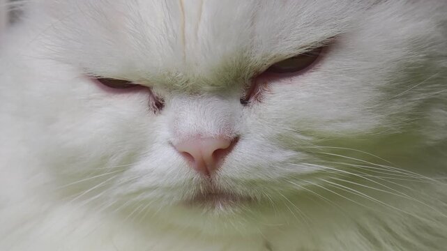 Extreme close up of a cute, fluffy white persian cat's face with a grumpy expression, slowly closing its eyes and falling asleep, portraying a concept of tiredness and relaxation
