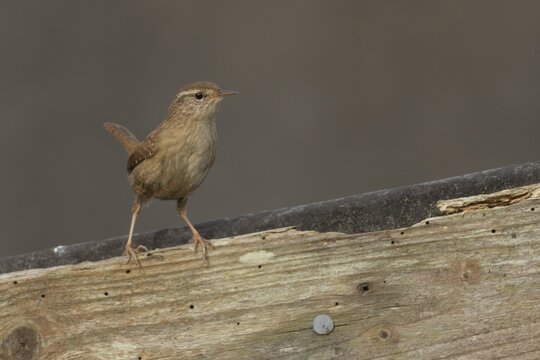 Eurasian wren (Troglodytes troglodytes) adult garden bird on a shed roof, Suffolk, England, United Kingdom
