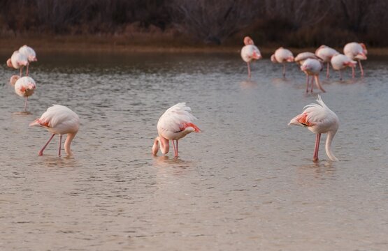 Pink flamingos standing in shallow water, Camargue, France