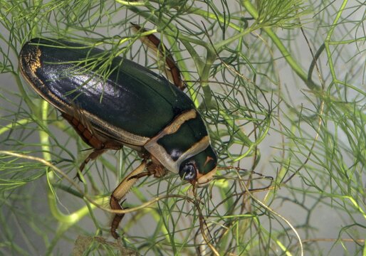 Dytiscus marginalis, yellow-burn beetle, great diving beetle, aquatic, beetle, insects, beetles, males, males