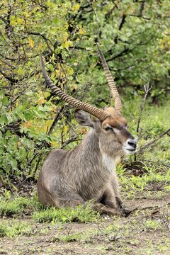 Elliptical waterbuck (Kobus ellipsiprymnus), adult, male, sitting, on the ground, resting, Kruger National Park, South Africa