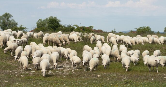 Artiodactyla, domestic sheep, even-toed ungulate, Germany, domestic sheep, Jena, Nabu, natural heritage, Ovis Gmelini aries, cloven-hoofed, Thuringia, wind knobs, cultivated landscape, domesticated animals, pet, hutung, herding, cultural landscape, landscape, mammals, nature reserve, sheep, mammals, migrating shepherd