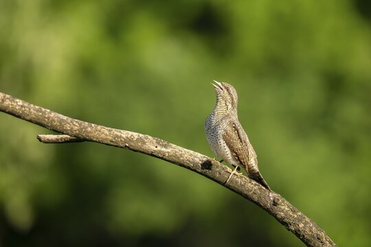 Wendneck (Jynx torquilla), bird, sideways on branch, Ormoz, Slovenia