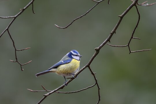 Attention ensures the survival of the blue tit (Cyanistes caeruleus), its greatest enemy the sparrowhawk is a permanent threat, Germany