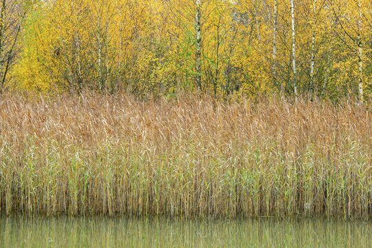 Autumn glowing birches on the edge of a lake, Vechta, Lower Saxony, Germany