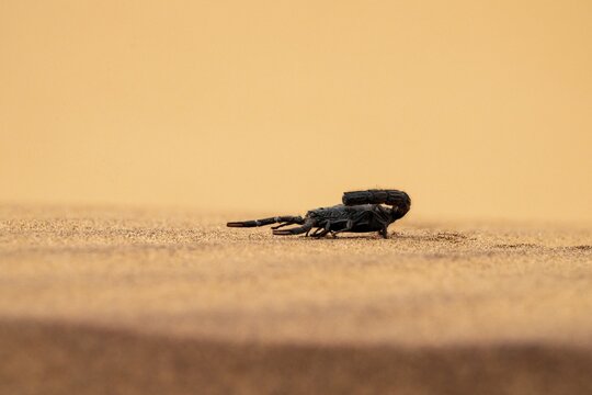 Black scorpion (Parabuthus villosus) running across sand, Namib Desert near Swakopmund, Namibia