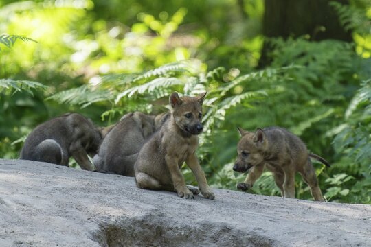 Several wolf pups playing and exploring together on a path in the forest, European grey gray wolf (Canis lupus), Germany