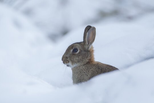 Rabbit (Oryctolagus cuniculus) adult wild bunny animal in snow in winter, England, United Kingdom