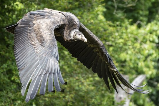 Andean condor (Vultur gryphus) in flight, Germany