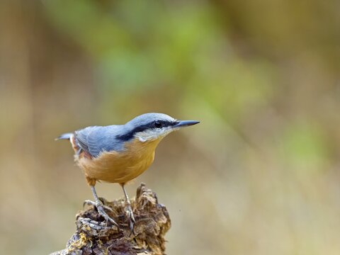 Eurasian nuthatch (Sitta europaea), sitting on a root, Solms, Hesse, Germany