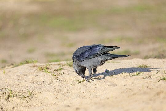 A western jackdaw (Coloeus monedula) searches for food in a sandy area on a sunny day. Czech Republic