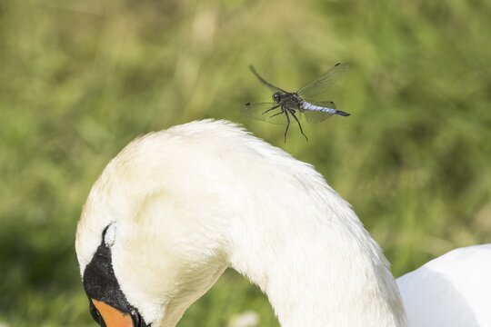 Approach of Greater Blue Arrow Black-tailed Skimmer (Orthetrum cancellatum), male, on head of Mute swan (Cygnus olor), Hesse, Germany