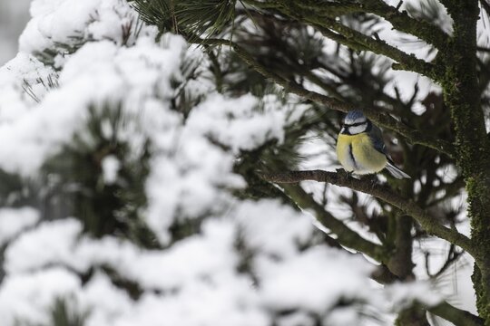 Blue tit (Parus caerulea), Emsland, Lower Saxony, Germany