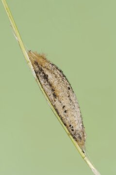 Drinker moth (Euthrix potatoria), cocoon, North Rhine-Westphalia, Germany