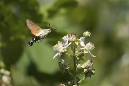 Hummingbird hawkmoth (Macroglossum stellatarum) adult moth insect in flight feeding on a Bramble flower in summer, England, United Kingdom